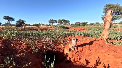 Zeitrafferaufnahme-Von-Erdmännchen,-Die-Sich-In-Der-Morgensonne-Aalen-Und-Die-Gegend-In-Der-Südlichen-Kalahari-Nach-Gefahren-Absuchen