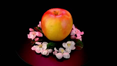 manzana orgánica rojo-amarilla con flores de manzana gira lentamente sobre un fondo negro.