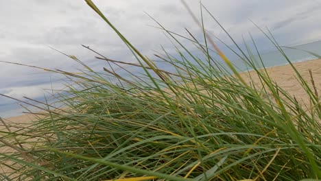 passing over some green grasses on the coarse sand beach with the sea in the background a cloudy day in slow motion