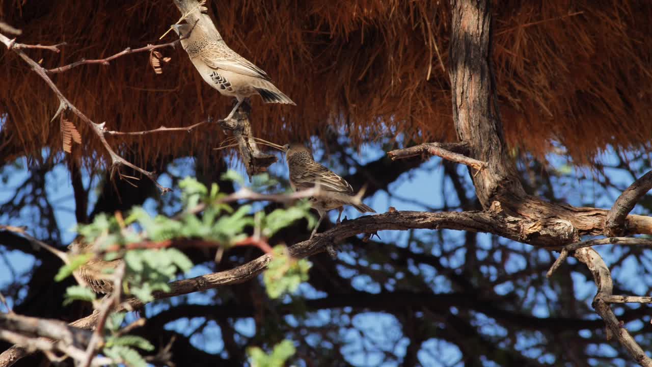 dos pájaros en un árbol con ramas en sus picos construyendo un nido