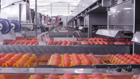 rows of packaged eggs at an automated factory - time lapse