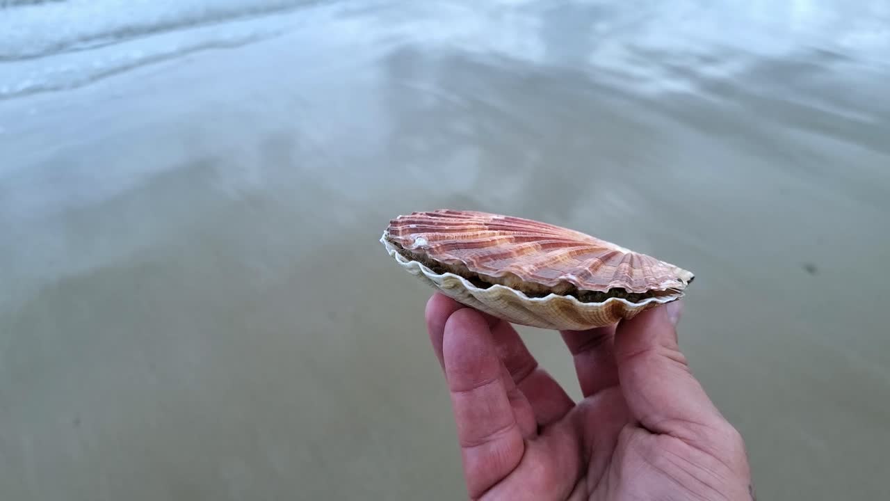수 ⁇ 은 바 ⁇ 가 항구 해안에서 신선한 다채로운 베이 스칼롭 조개 조개를 들고 있습니다.