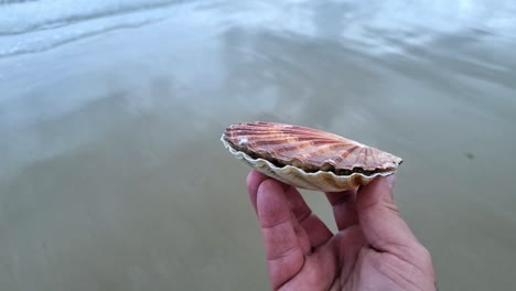 Male-hand-holding-fresh-colourful-bay-scallop-clam-shellfish-on-seafront-harbour-coastline