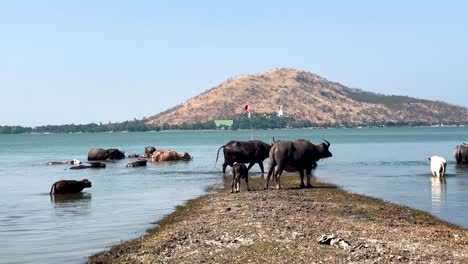 los búfalos se reúnen cerca de una pintoresca orilla del río