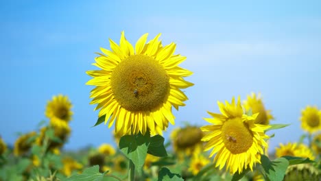 bright summer day with bees sitting on sunflowers