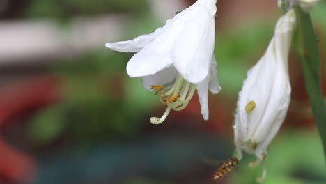 a small hoverfly visiting a hosta flower