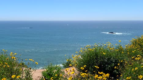 4k 60p, flores silvestres amarillas soplan suavemente en la brisa encaramadas en un acantilado con vista al océano en un día de verano