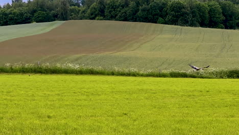 Vogel,-Storch-Fliegt-über-üppiges-Grünes-Feld