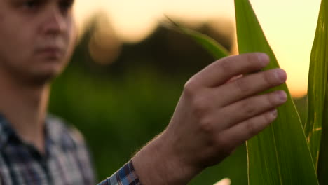 Landwirt-Untersucht-Maispflanzen-Im-Sonnenuntergang.-Nahaufnahme-Einer-Hand,-Die-Ein-Maisblatt-Auf-Dem-Feld-Berührt.