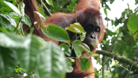 a quiet adult orang utan in a tree looking around him