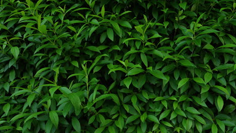 close-up of fresh foliage creating a healthy organic texture