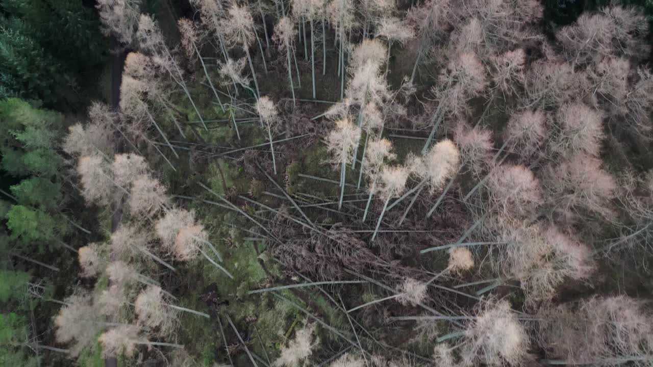 스코틀랜드의 소나무 숲에서 강한 폭풍으로 인한 큰 피해를 보여주는 드론 뷰
