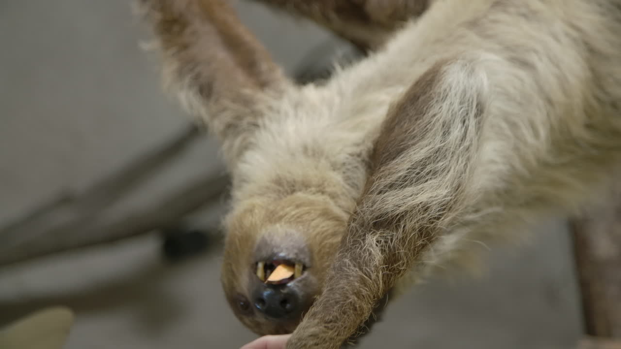 un perezoso cuelga boca abajo comiendo a cámara lenta