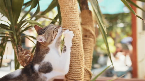 cute kitten scratching on a rope post