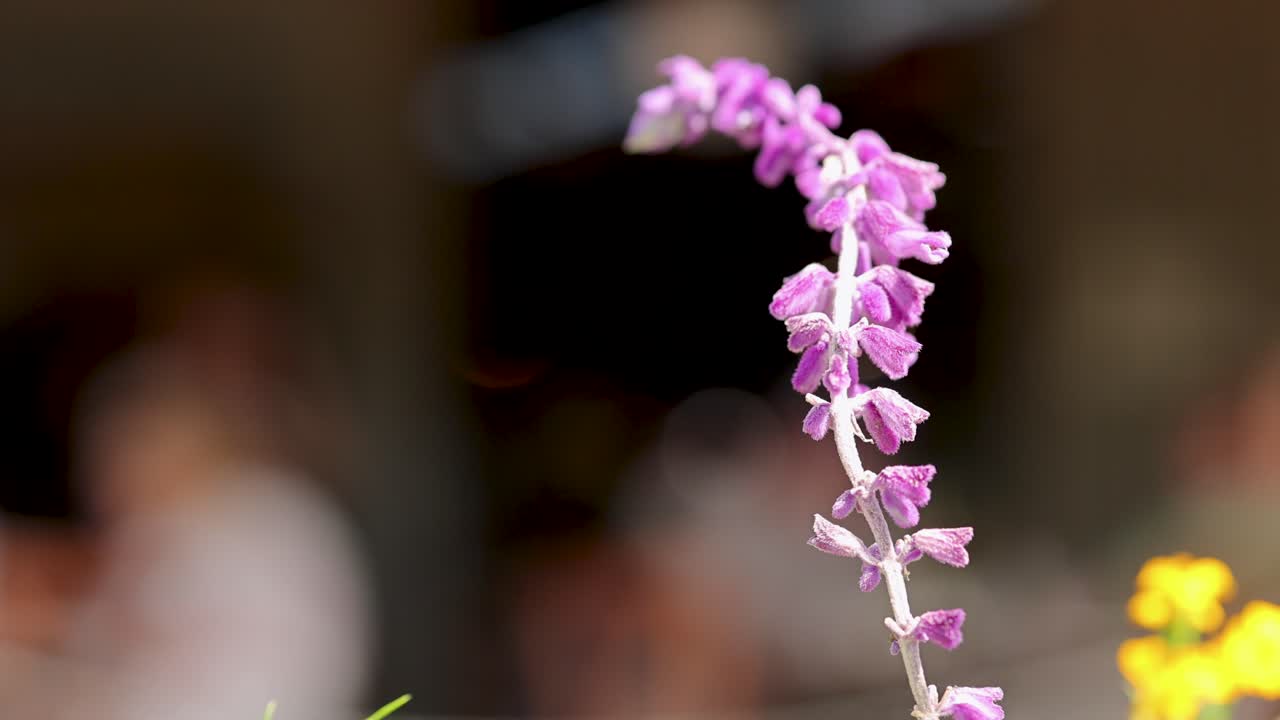 Purple Mexican bush sage sways gently against a blurred background, highlighting its vibrant colors and delicate structure