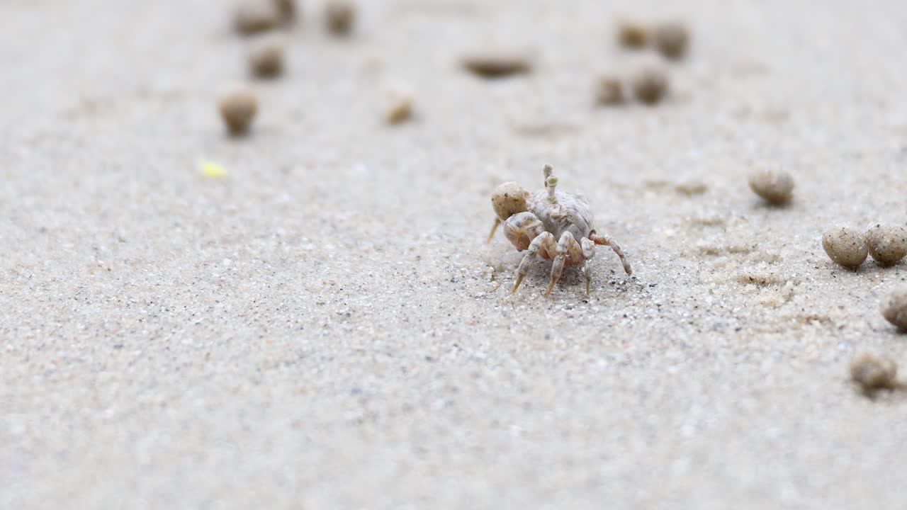 un cangrejo fantasma se mueve a través de la playa de arena