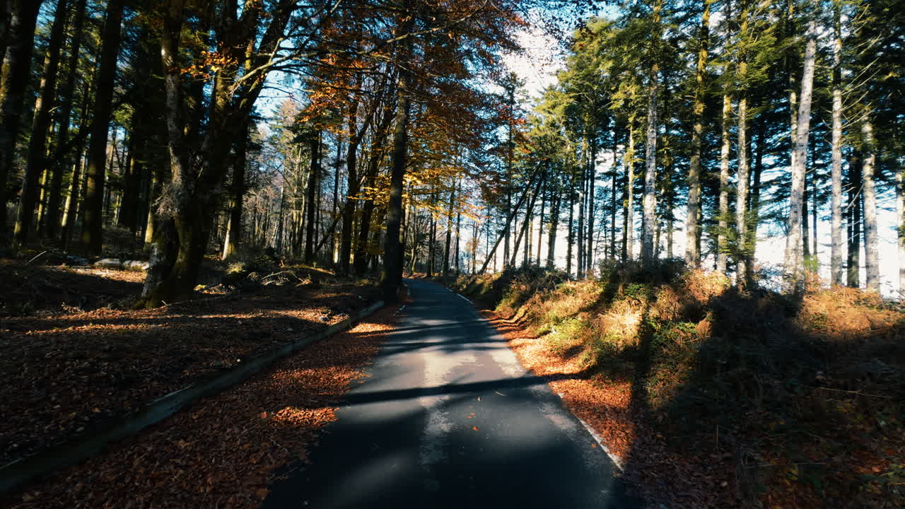 Narrow Mountain Road Among Trees in Autumn With Fallen Leaves on the Ground
