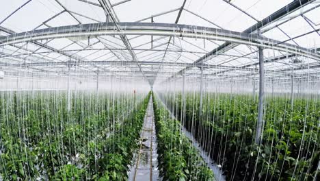 Row-of-green-plants-in-greenhouse-4k