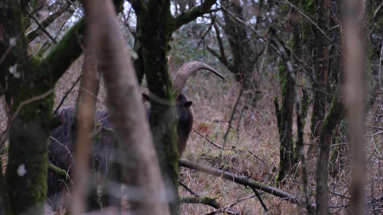 Grande capra con grandi corna e pelo lungo nel bosco inglese che si nasconde tra gli alberi in un freddo e nuvoloso giorno d'inverno