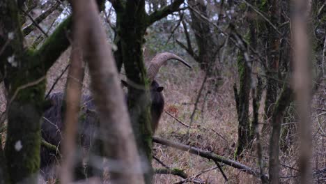 Large-goat-with-big-horns-and-long-hair-in-the-English-woodland-forest-hiding-amongst-the-trees-on-cold,-overcast-Winters-day