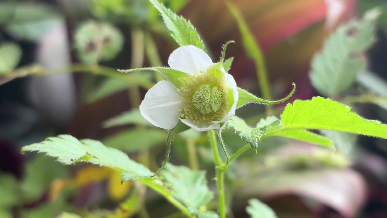 Close-up of a White Raspberry Blossom in a Garden