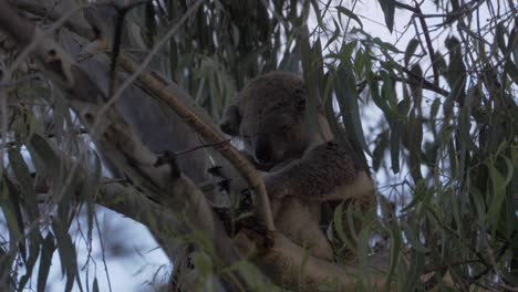 Koala,-Der-Auf-Eukalyptusbaum-Mit-Grünem-Laub-Schläft