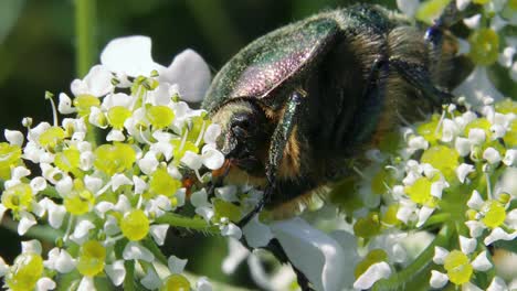 Vista-Macro-Vertical-Del-Escarabajo-Verde-Metálico-Comiendo-Encima-De-La-Flor-Blanca