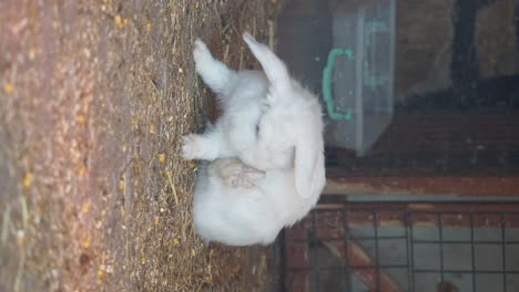 white rabbit grooming