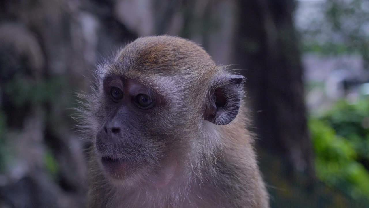 primer plano de un mono comiendo en kuala lumpur, malasia en 4k