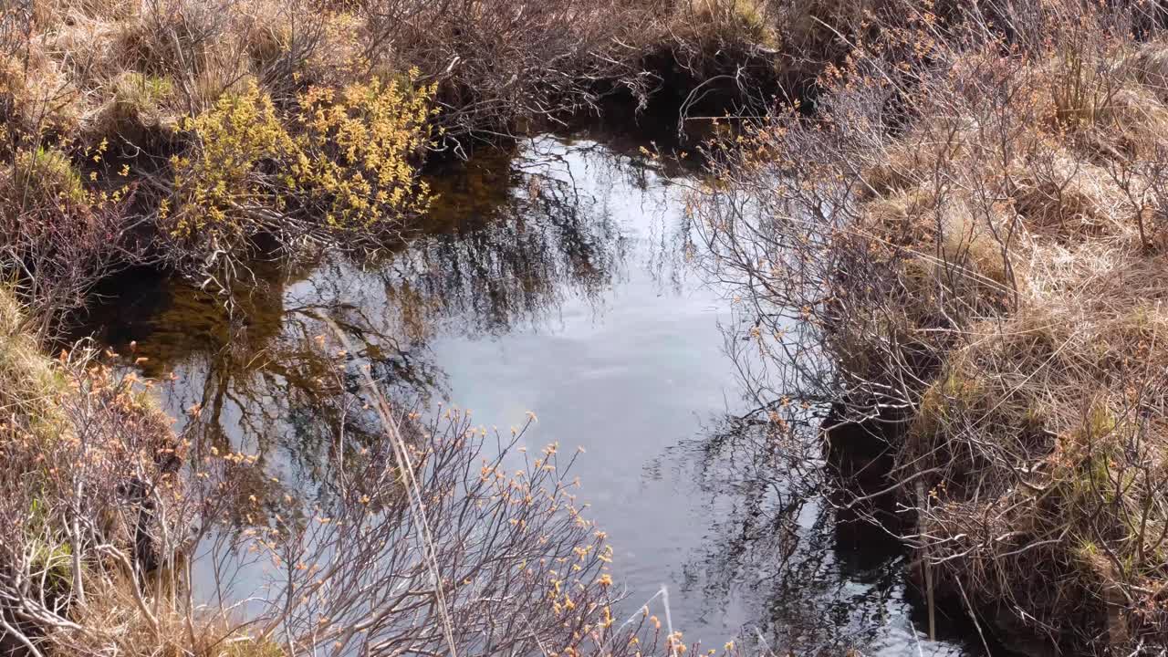 Primo piano di una pozza d'acqua salmastra con ciuffi d'erba dorati che ondeggiano al vento leggero nella natura selvaggia delle Highlands scozzesi