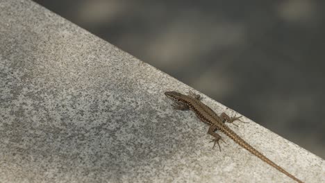 Lagarto-Respirando-Encima-De-Una-Pared,-Huye