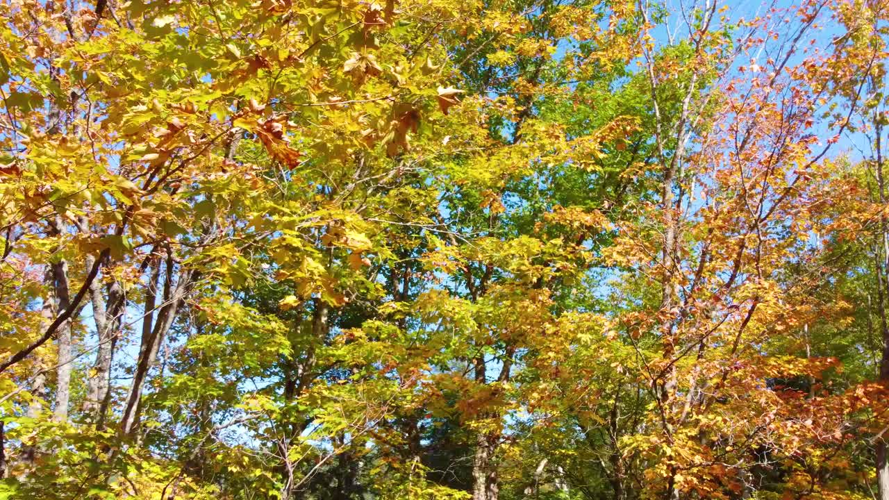 Drone flying through the forest of La V&eacute;rendrye Wildlife Reserve, located in Montr&eacute;al, Qu&eacute;bec, Canada