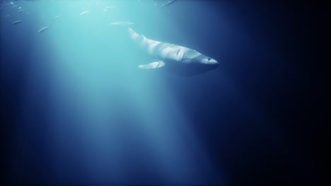 a whale swims in the deep blue ocean