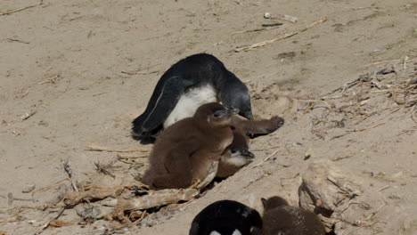 deux bébés pingouins africains avec leur mère se reposant sur le sable à boulders beach, péninsule du cap, afrique du sud