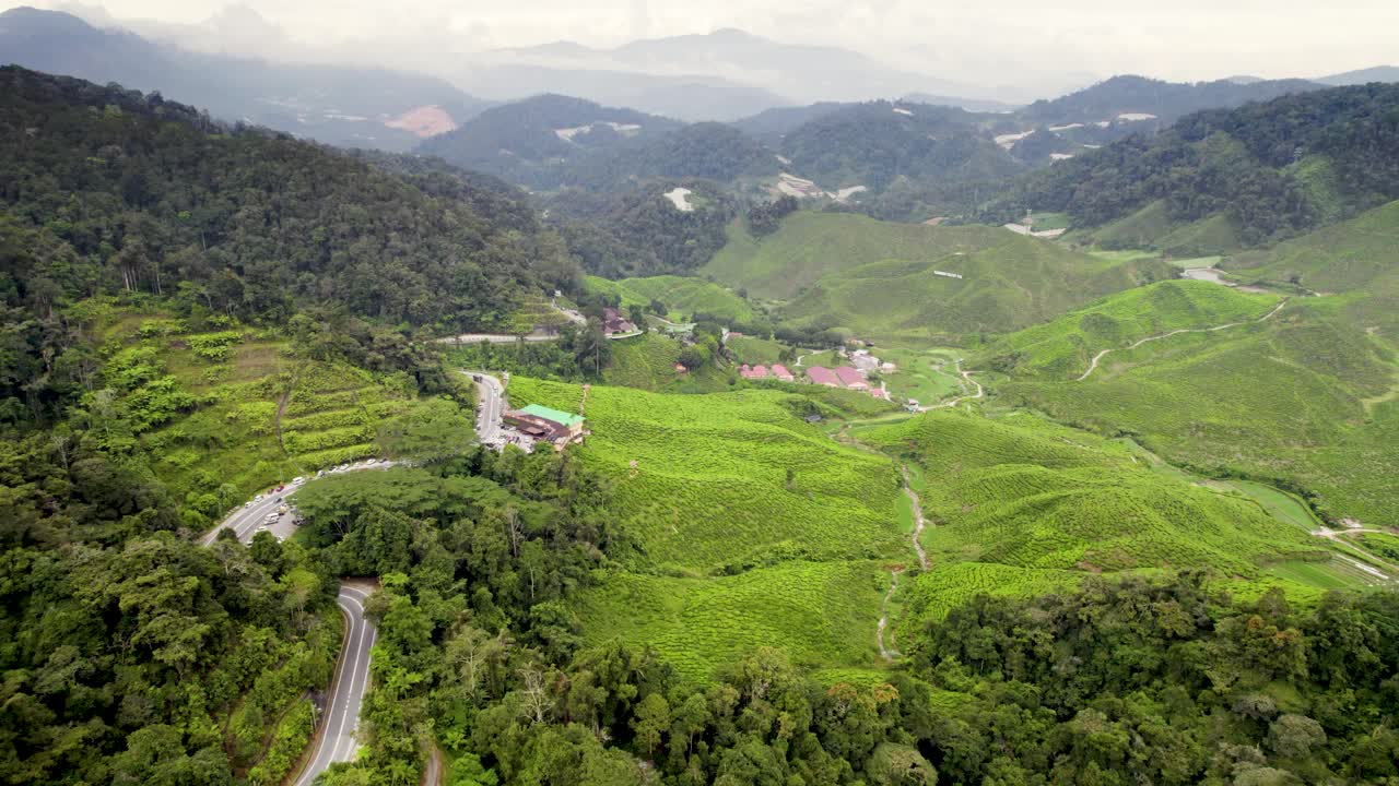 беспилотник снимает плантацию зеленого чая, расположенную в городе бринчанг в штате паханг, малайзия, с большой высоты, вращаясь по часовой стрелке.
