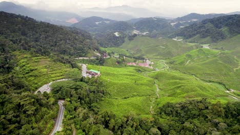 drone takes a clockwise rotating shot of the green tea plantation located in the city of brinchang at pahang, malaysia from the great height