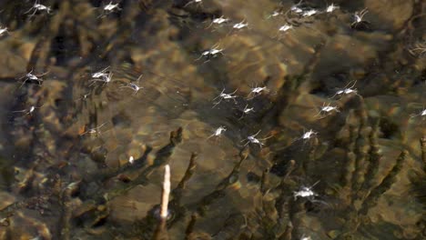 insects skimming across water surface