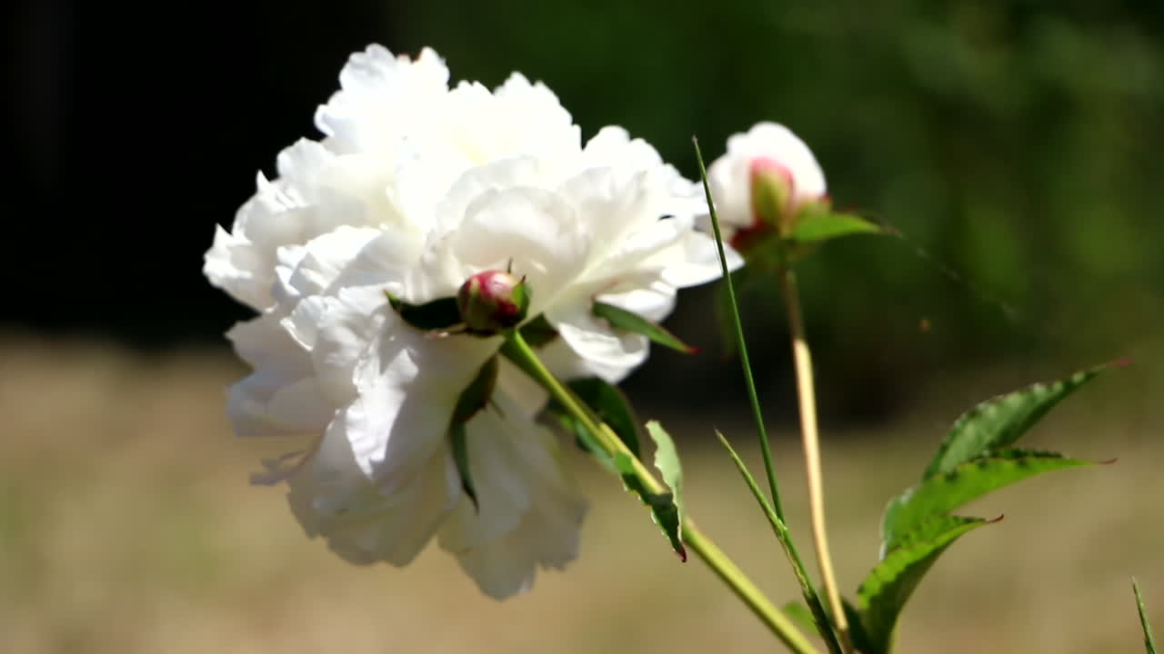 rosa blanca bloqueada en tallo verde balanceándose suavemente en el jardín