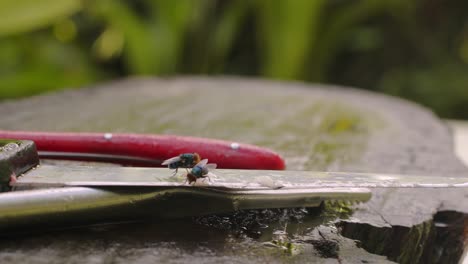 flys feeding on dirty cutlery left outside