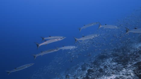 group of barracudas arrives at a cleaning station on a tropical coral reef in clear water around the islands of tahiti, french polynesia