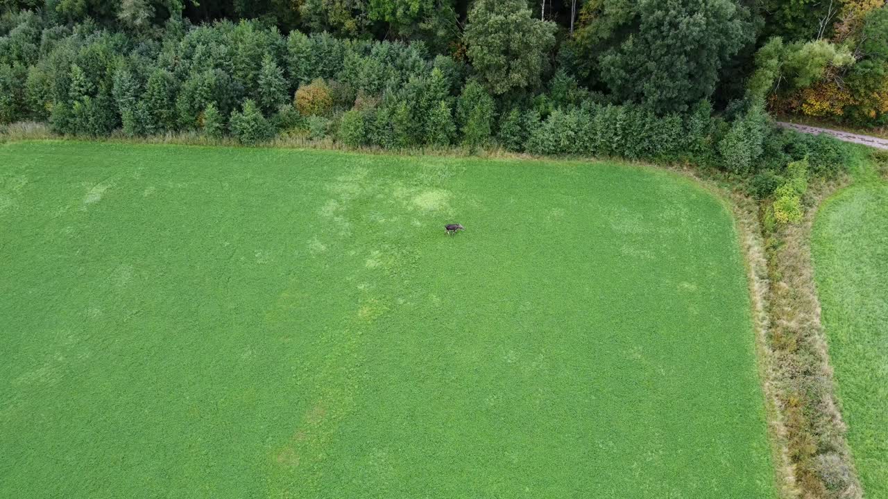 dalsland의 streat 근처에 있는 스웨덴 무스의 항공 영상