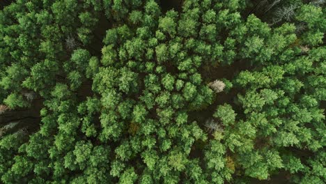 aerial view green forest landscape meditation