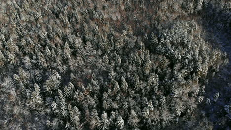 Aerial-flight-of-a-winter-forest.-flying-over-the-snowy-forests-of-the-sun-sets-orange-over-the-white-trees