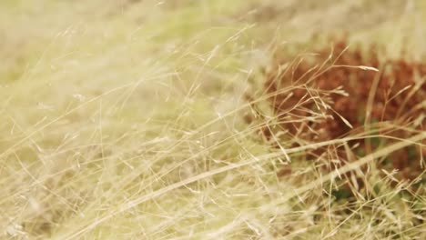 green and gold wild grass in the field or meadow swing on light wind