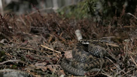 wild viper snake in forest, basking curled up