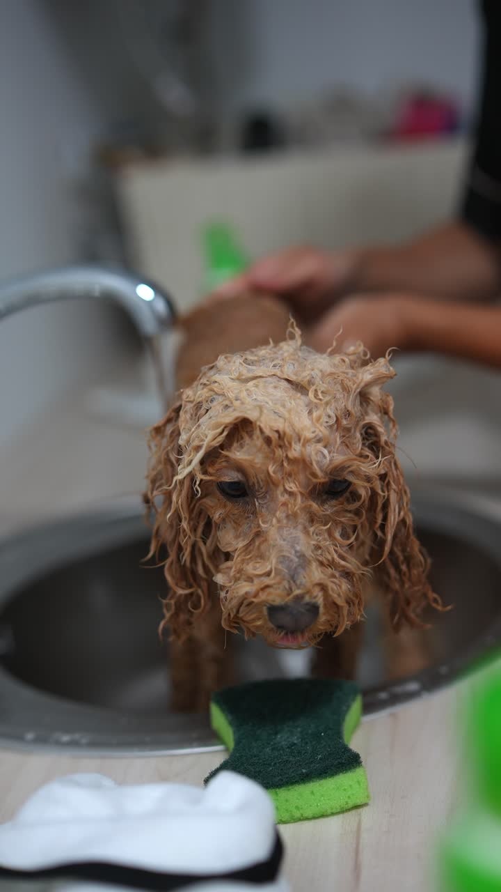 perro tomando un baño en un fregadero de la cocina