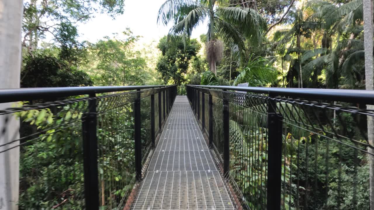 camino elevado a través del denso y verde follaje del bosque