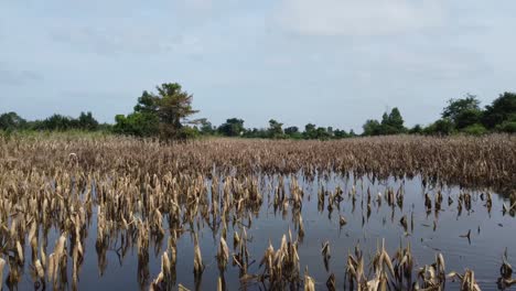 scenery of flooded crop plants with flying bird perch on fields in battambang, cambodia