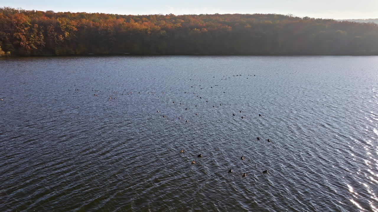Aerial drone view of ducks moving on the Raut river near Orhei, Moldova