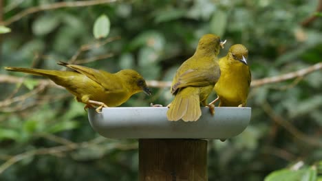 flock of olive-green tanager birds eating fruits in atlantic forest